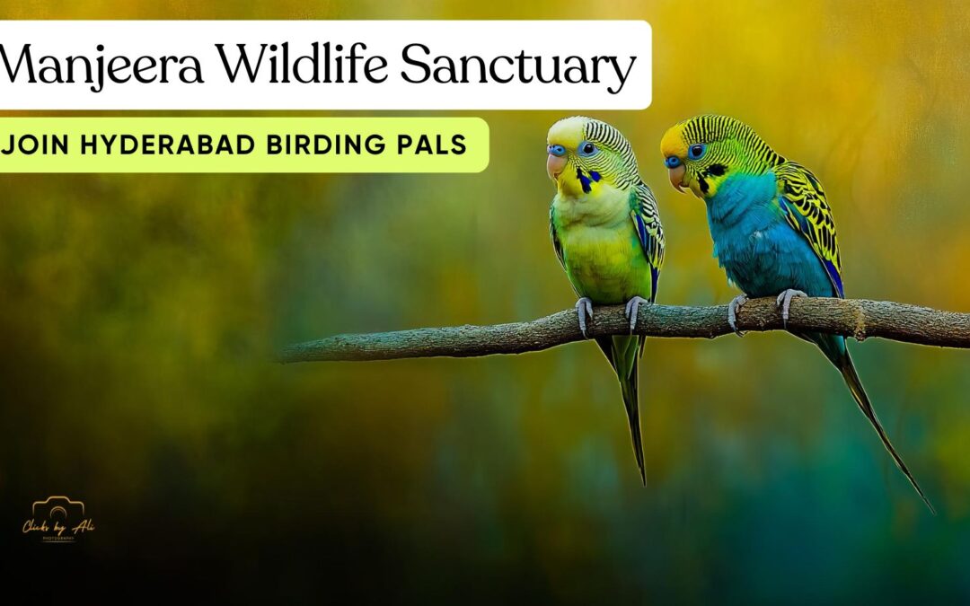 Exploring the Avian Paradise: Birdwatching at Manjeera Wildlife Sanctuary